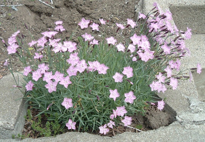 [Photo: Dianthus gratianopolitanus 'Bath's Pink'.]