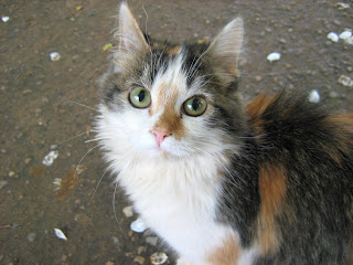 Eyed Tortoiseshell Kitty