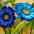 Blue Gerbera Daisies, beautiful