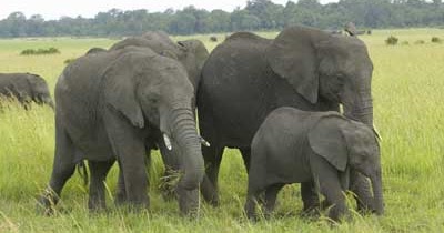 Contoh Descriptive Text tentang Gajah (Elephants 