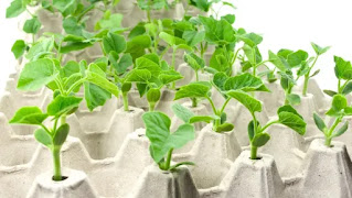 Trucos de jardinería: Cómo propagar plantas con semillas