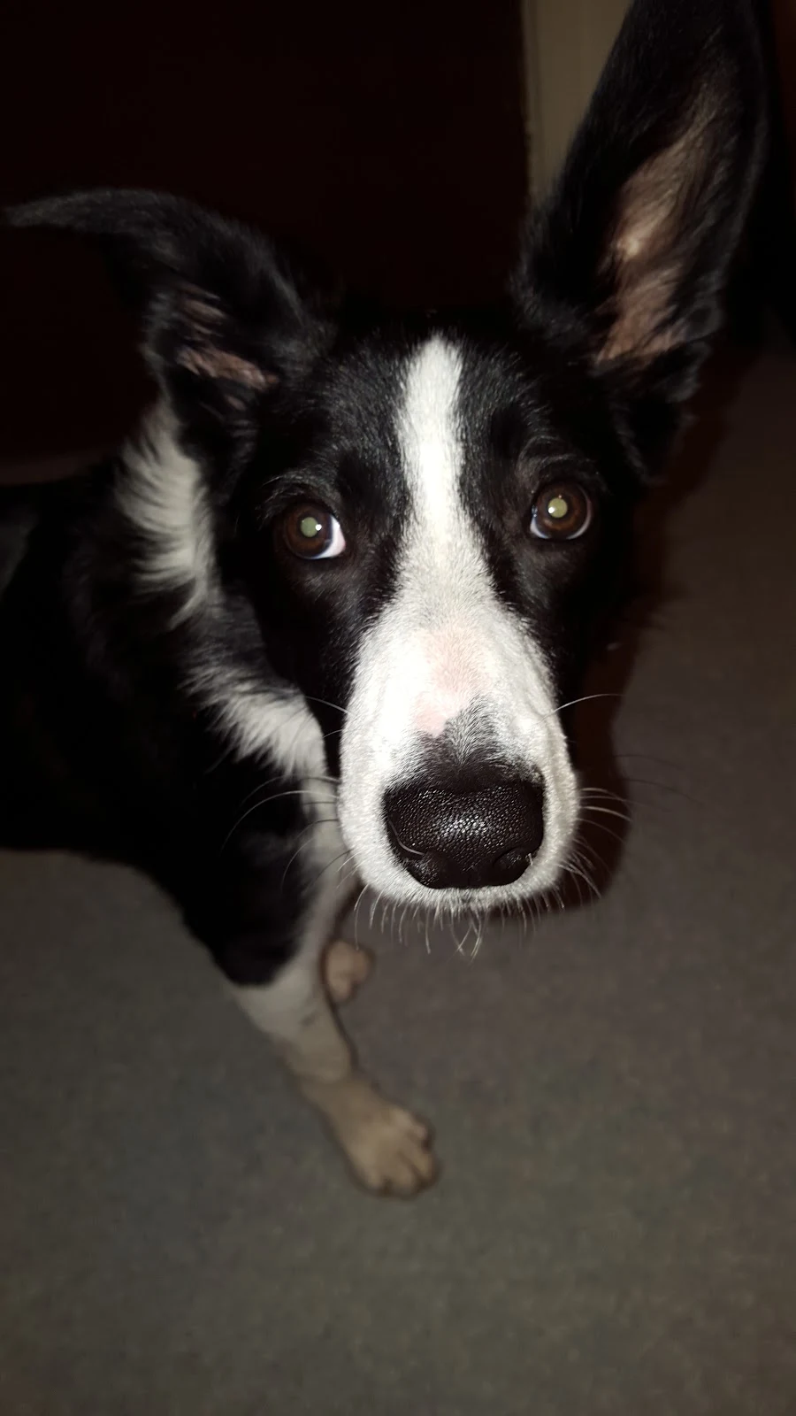 Mollie The Border Collie