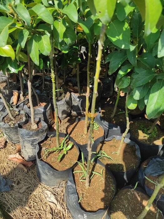 bibit pohon alpukat biji mudah sekali tumbuh harga grosir Jawa Timur
