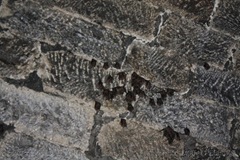 WM - IMG_8408 - r