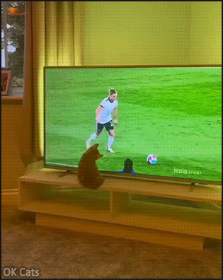 Funny Kitten GIF • Agile kitty watching FIFA soccer World cup with passion! [ok-cats.com]