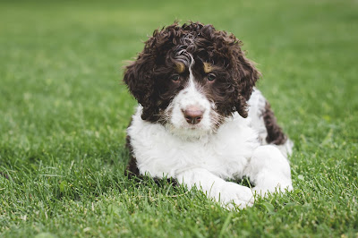 Bernedoodle Breeder Indiana