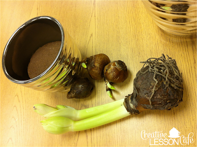 Plants Experiments for the Classroom