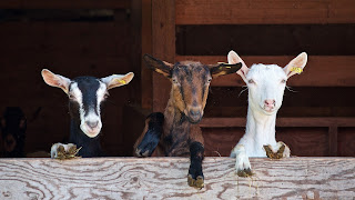 Three different coloured goats with their front hooves on the top of a stable door