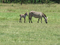 Zebras