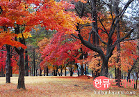 Autumn Korea2