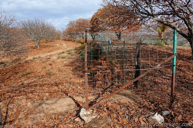 Ruta otoñal por los castañares de Pujerra e Igualeja