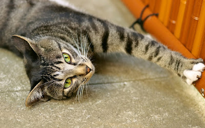 Fotos de gatitos muy tiernos III (12 imágenes gratis)