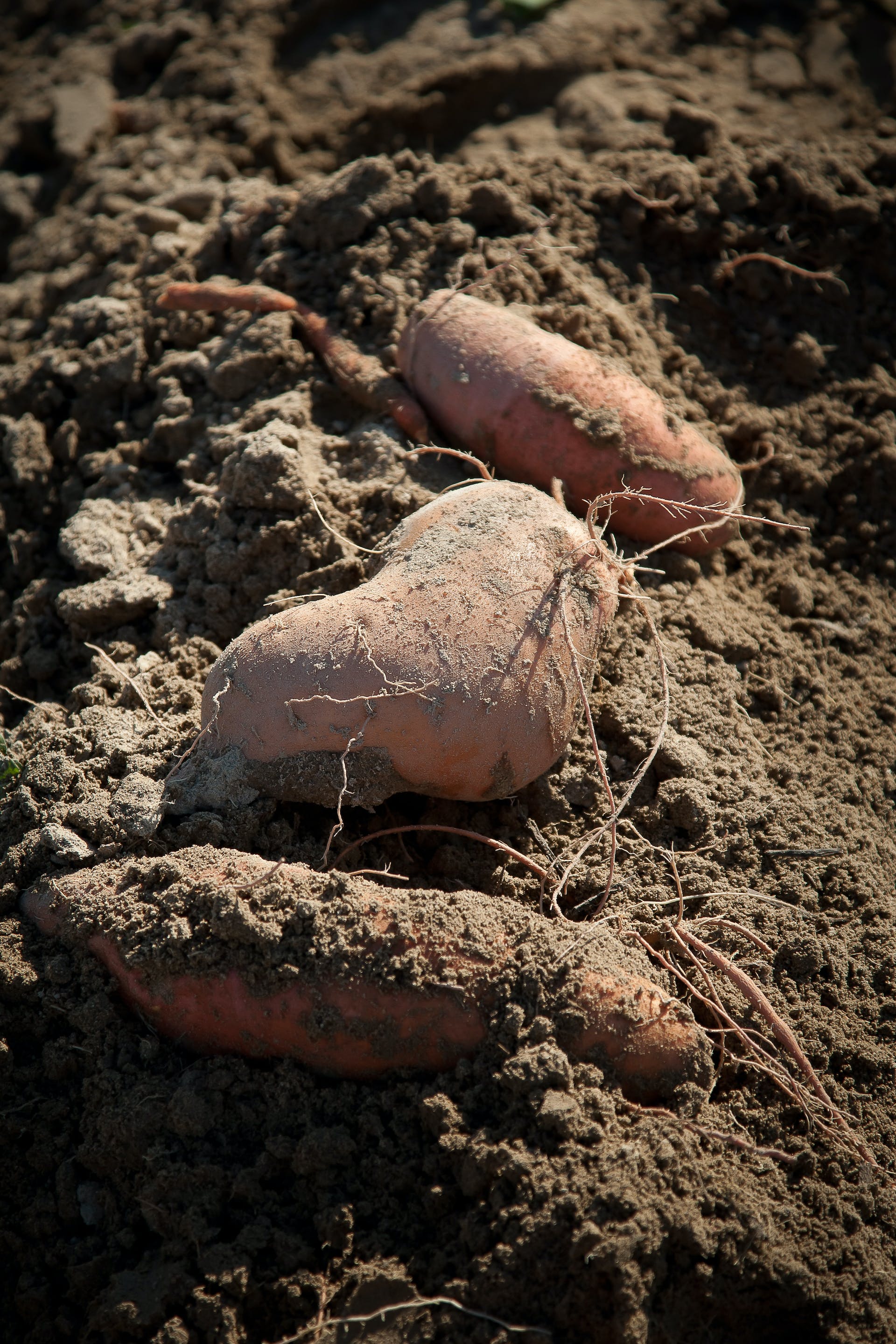 The sweet potato (Ipomoea batatas) is a nutritious and versatile vegetable with a distinctive sweet flavor. It features elongated, tuberous roots that vary in color, including orange, purple, and white. Rich in vitamins, minerals, and fiber, sweet potatoes are commonly baked, boiled, or mashed and are a popular and nutritious addition to various culinary dishes.