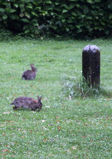 My regular visitors; the bunny rabbits