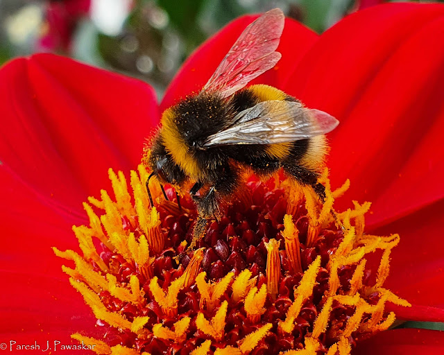 Bee on a flower