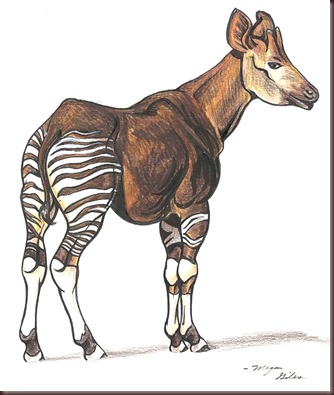 Amazing Animal Pictures Okapi (6)