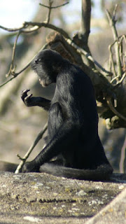 Atèle à tête noire - Ateles chamek - Ateles belzebuth chamek