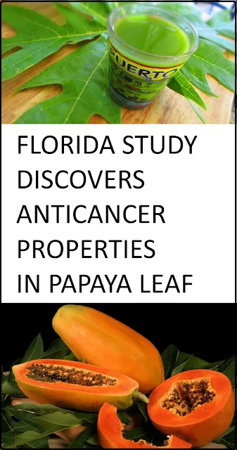 Florida Study Discovers Anticancer Properties In Papaya Leaf