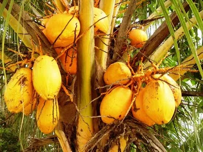 pohon kelapa gading siap kirim Banten