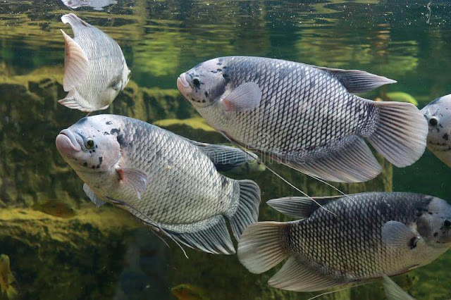 Berikut Supplier Jual Ikan Gurame Bibit & Konsumsi Pekan Baru, Riau