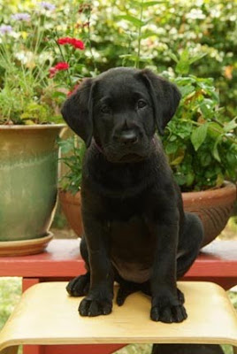 Flute as a young puppy