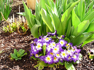 Sequim Primroses