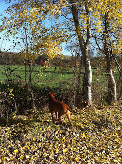 Magyar Vizsla am Bach