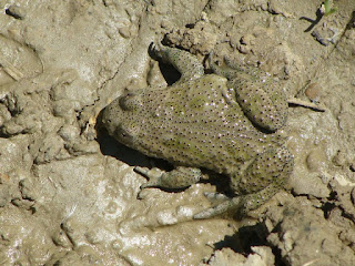 Bombina variegata DSC55394