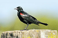 Tricolored Blackbird