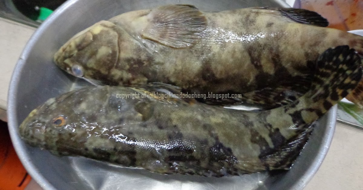 Blog Cik Ina Do Do Cheng: Ikan kerapu harimaumasak sos 