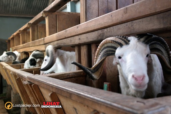  Domba  dan Puncak Darajat Garut  Lihat Indonesia Part 3 