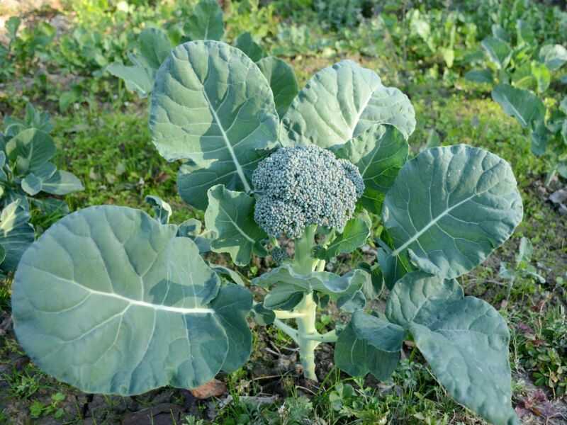 How to plant broccoli from seeds