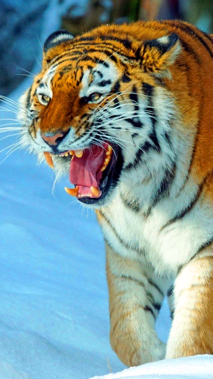 Tiger Big Cat Animal Mammal phone wallpaper Insert your photos text  ID399996