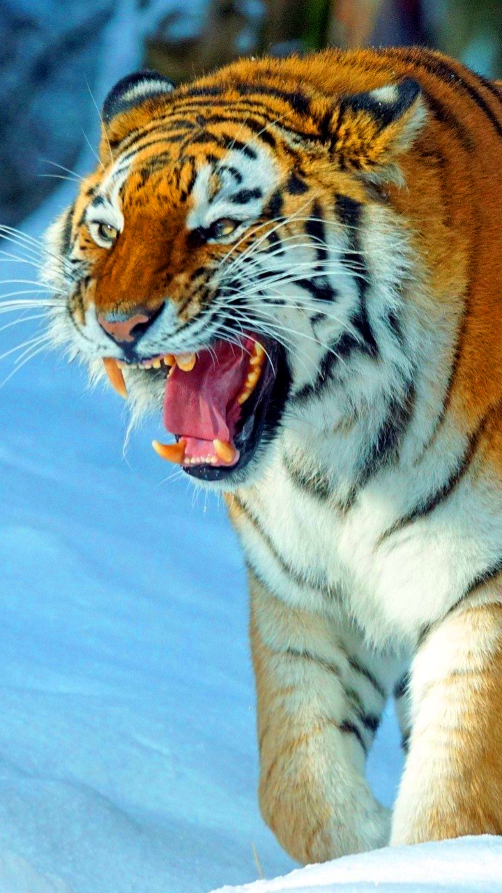 शेर मोबाइल वॉलपेपर  Tiger mobile wallpaper hd download