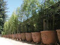 Bamboo In Pots2