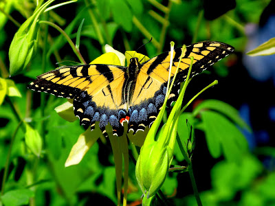 Yellow butterfly wallpaper