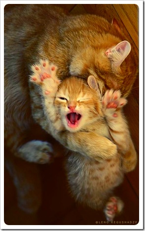 GATOS DIVERTIDOS (18)