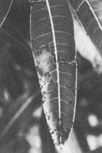 Xanthomonas citri pv. mangiferaeindicae infects mango leaves and causes lesions.