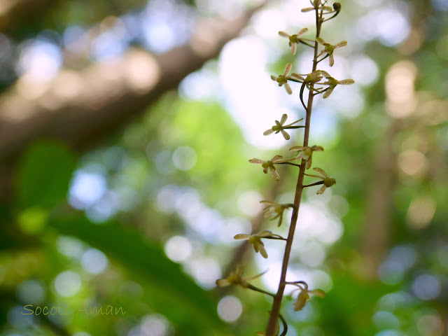 Tipularia japonica