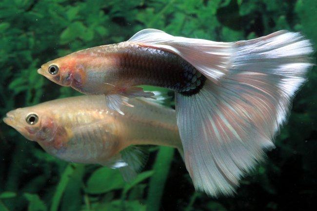 Nature Lover: Guppy Fish