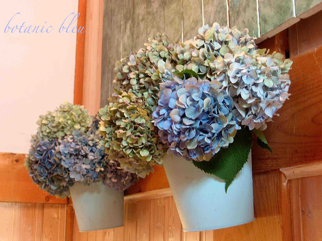 blue hydrangeas dry to various shades of green