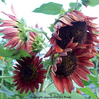 Multiple flower head of autumn beauty sunflower blossoms