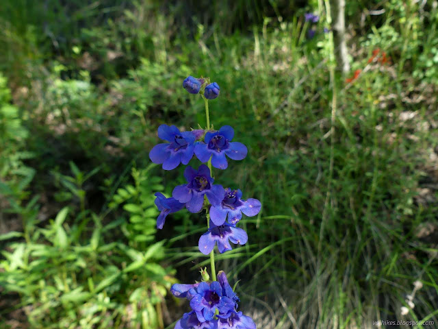 062: bright blue flowers