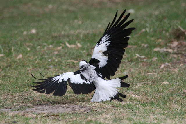 Australian Magpie HD Wallpapers