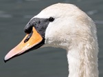 Dig B R1 1st FW Swan 14b