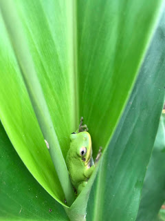 Green Tree Frog