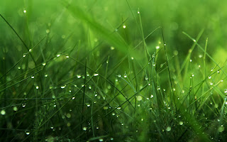 Grass Wallpapers HD