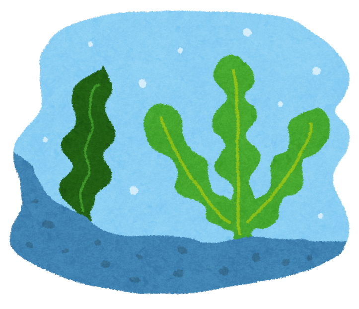 海藻のイラスト かわいいフリー素材集 いらすとや 海藻のイラスト かわいいフリー素材集 いらすとや