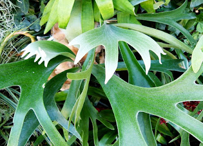 Platycerium - Chifre de viado ou corno de alce