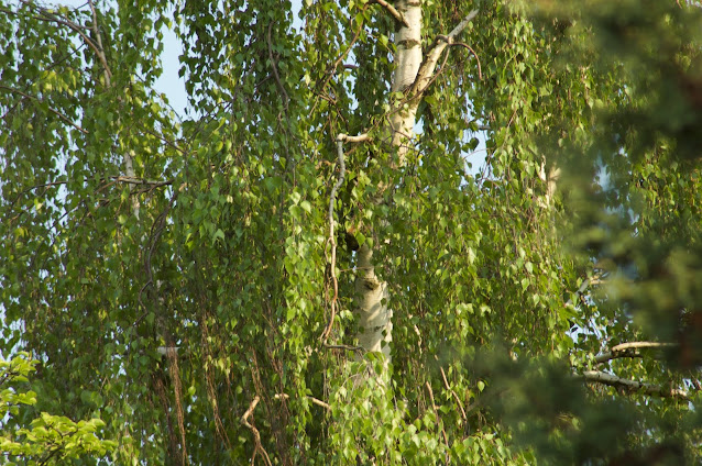 bouleau verruqueux ou bouleau blanc "Tristis", arbre de jardin